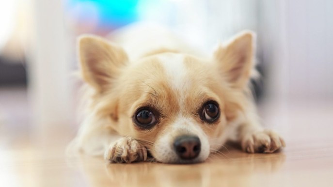 Cane che trema: quando preoccuparsi e cosa fare