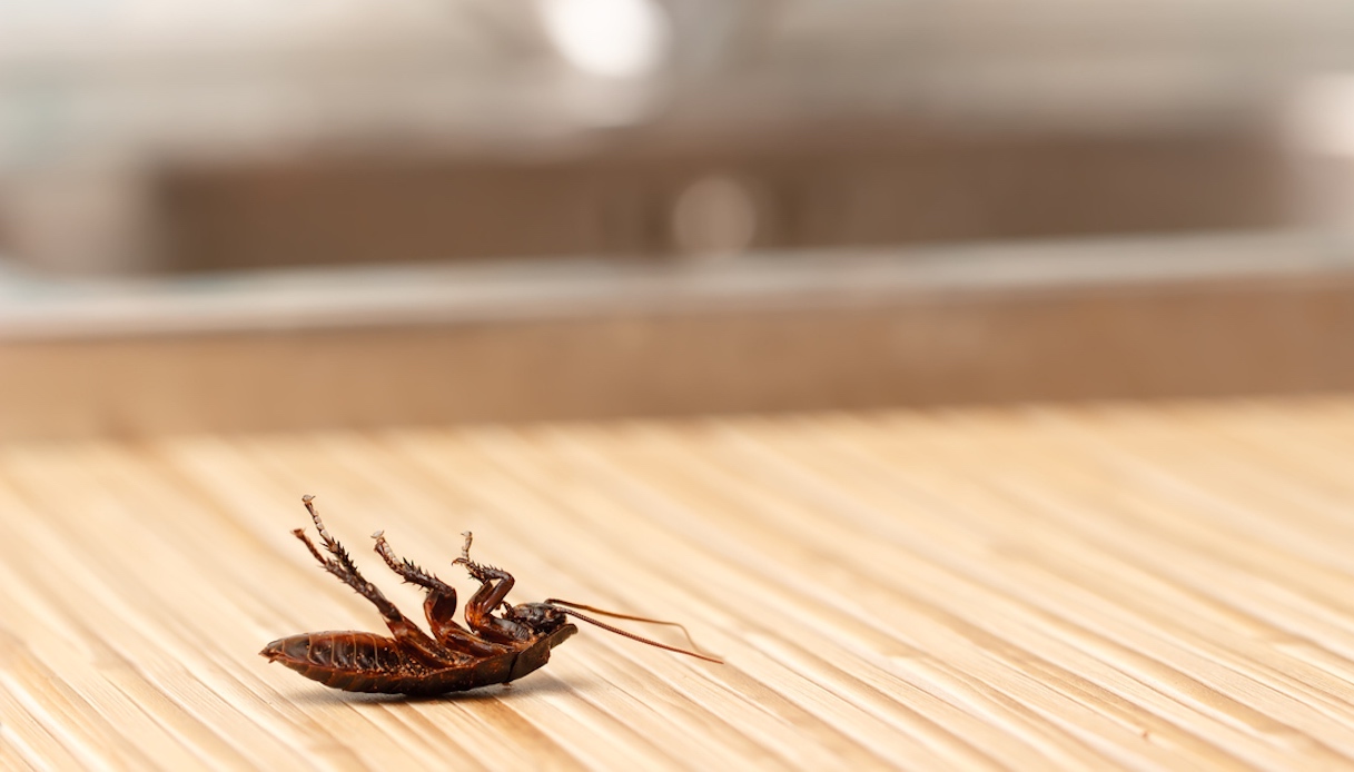 Che differenza c’è tra scarafaggi e blatte e come eliminarli con l’olio di rosmarino