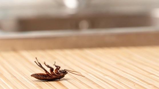 Che differenza c’è tra scarafaggi e blatte e come eliminarli con l’olio di rosmarino
