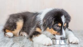 Dieta BARF per cani: guida completa per un’alimentazione naturale e bilanciata