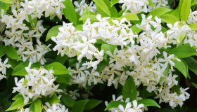 Gelsomino, come farlo arrampicare: trucchi geniali