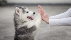 Seduto, terra, resta! Sono i comandi base che ogni cane dovrebbe conoscere: come insegnarli al tuo