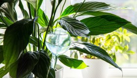 Come innaffiare le piante di casa quando si va in vacanza
