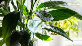 Come innaffiare le piante di casa quando si va in vacanza