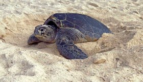 È un segno di speranza: eccola, la tartaruga che ha deposto 96 uova in Emilia Romagna