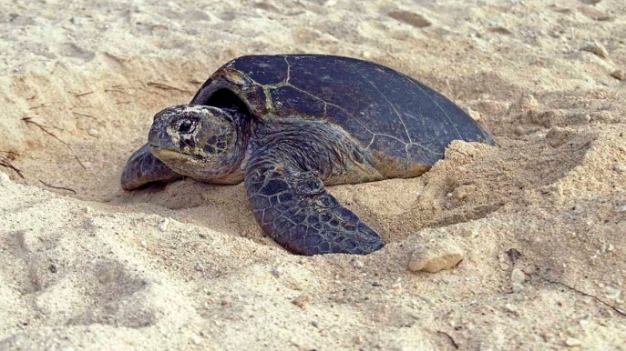 È un segno di speranza: eccola, la tartaruga che ha deposto 96 uova in Emilia Romagna