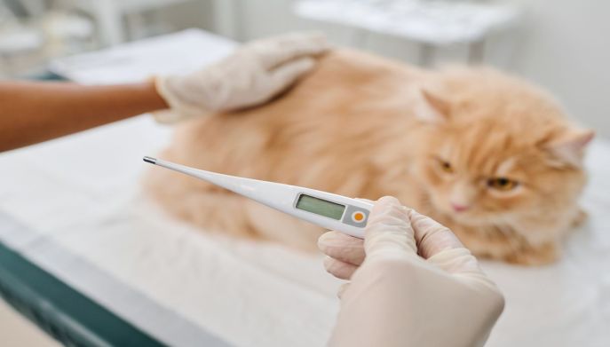 Temperatura gatto