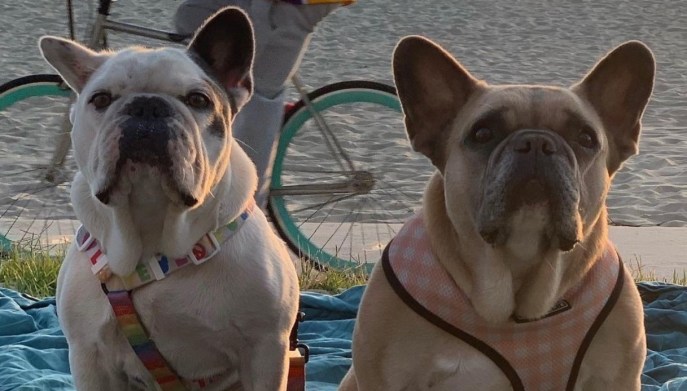 Koji e Gustavo, i cani di Lady Gaga