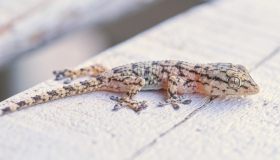 Gechi in casa, il metodo efficace per farli uscire