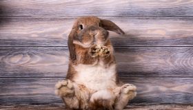 Come prendersi cura di un coniglio domestico