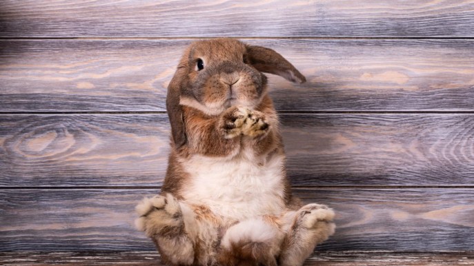 Come prendersi cura di un coniglio domestico