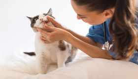 Come riconoscere e curare l’ascesso nel gatto: tutto quello che devi sapere