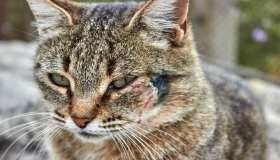 Consigli e cure per la dermatite del gatto