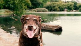 Riconoscere la cataratta nei cani: sintomi, diagnosi e trattamenti