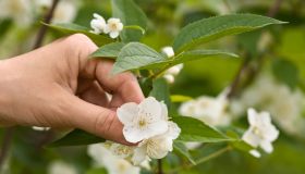 Potare il gelsomino: come e quando farlo per renderlo rigoglioso