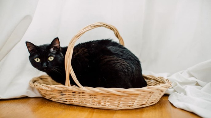 Anche i gatti possono avere la forfora: come si manifesta e come eliminarla