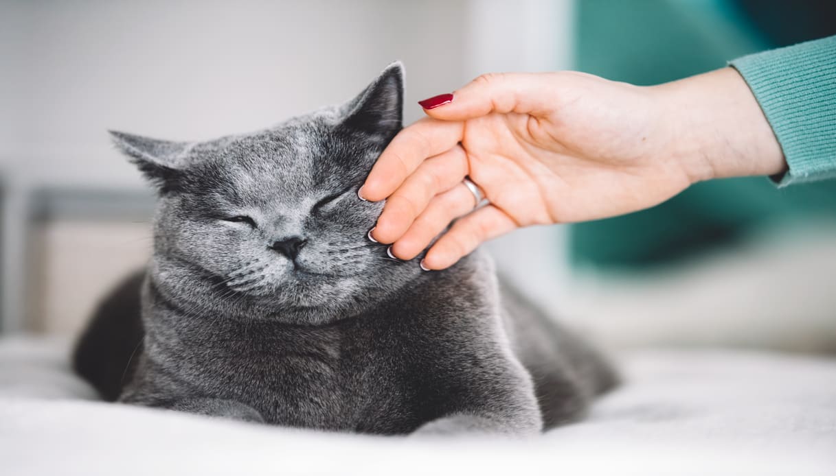 feromoni gatto