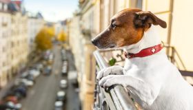 Cosa fare se il cane abbaia in condominio: quali sono i limiti e cosa fare