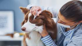 Occhi sani, cane felice: come gestire la congiuntivite canina con cura e attenzione