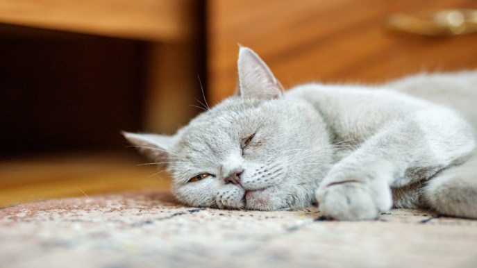 Il tuo gatto vomita? Come capire il perché e le strategie per prevenire e risolvere il problema