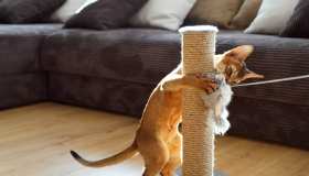 Come creare un gioco fai da te per il tuo gatto, in casa e con le tue mani
