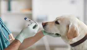 Come monitorare la temperatura del cane e riconoscere la febbre