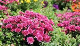 Crisantemi, tipi, significato e come prendersene cura per farli durare di più