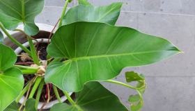 Piante da appartamento per l’autunno: quali scegliere e dove collocarle