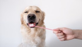 Il tuo cane ha tartaro e alito cattivo? La soluzione è la detartrasi