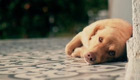 Il cane piange, cosa vuole dirci? Ecco come scoprirlo e i consigli per affrontare il suo disagio