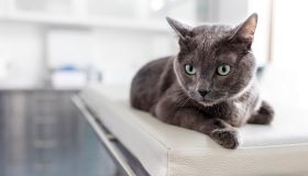 Guida completa alla sterilizzazione della tua gatta: cosa sapere