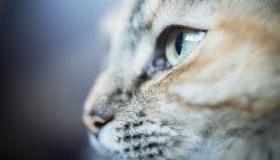 Come i gatti vedono il mondo che li circonda