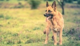 Displasia dell’anca nel cane: come affrontarla, dalla diagnosi al trattamento