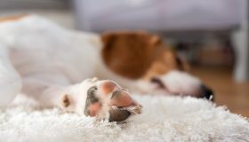 Come tagliare le unghie al cane in totale sicurezza