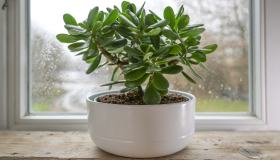 Albero di giada, come mantenerlo in casa e quanto bagnarlo