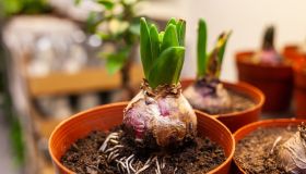 Come forzare i bulbi per farli fiorire d’inverno