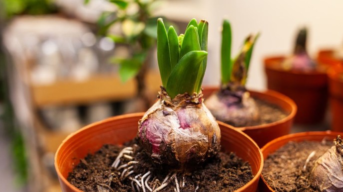 Come forzare i bulbi per farli fiorire d’inverno