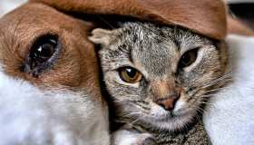 Cani e gatti in ufficio. In Piemonte arrivano i Pet hub