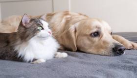 Coccidi nel cane e nel gatto: come proteggere i nostri amici pelosi