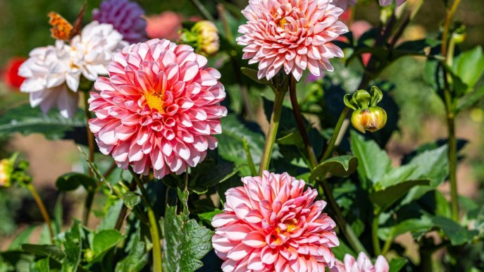Dalia: come curarla, quanto innaffiarla e quanto dura