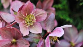 Elleboro o fiore di Natale: come si cura e dove posizionarlo