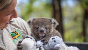 Questa donna ha adottato un koala: ora è la sua mamma