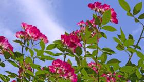 Rosa Bukavu di novembre: i trucchi per renderla rigogliosa