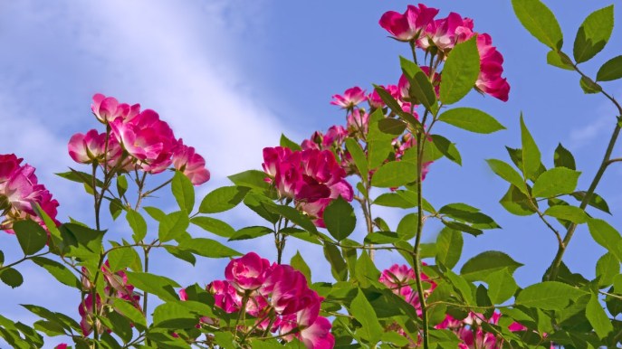 Rosa Bukavu di novembre: i trucchi per renderla rigogliosa