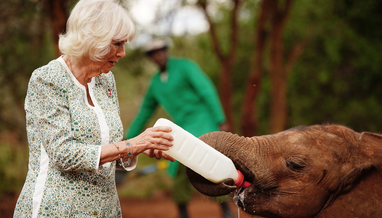 Camilla Kenya elefante