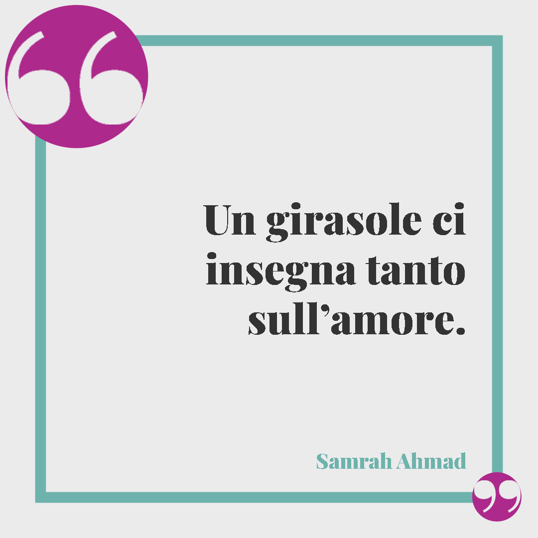 Frasi sul girasole. Un girasole ci insegna tanto sull’amore. (Samrah Ahmad)