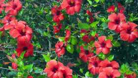 Proprietà e benefici dell’ibisco