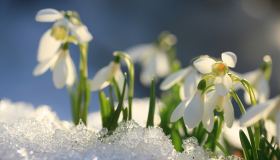 Bucaneve, quando si piantano i semi e come moltiplicare i bulbi