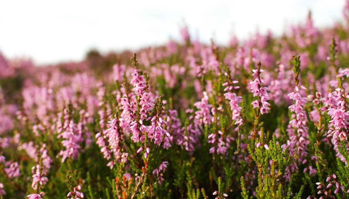 Erica, dove posizionarla e quanto innaffiarla