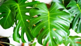 Monstera, vale fino a 15mila euro: come coltivarla in casa e annaffiarla